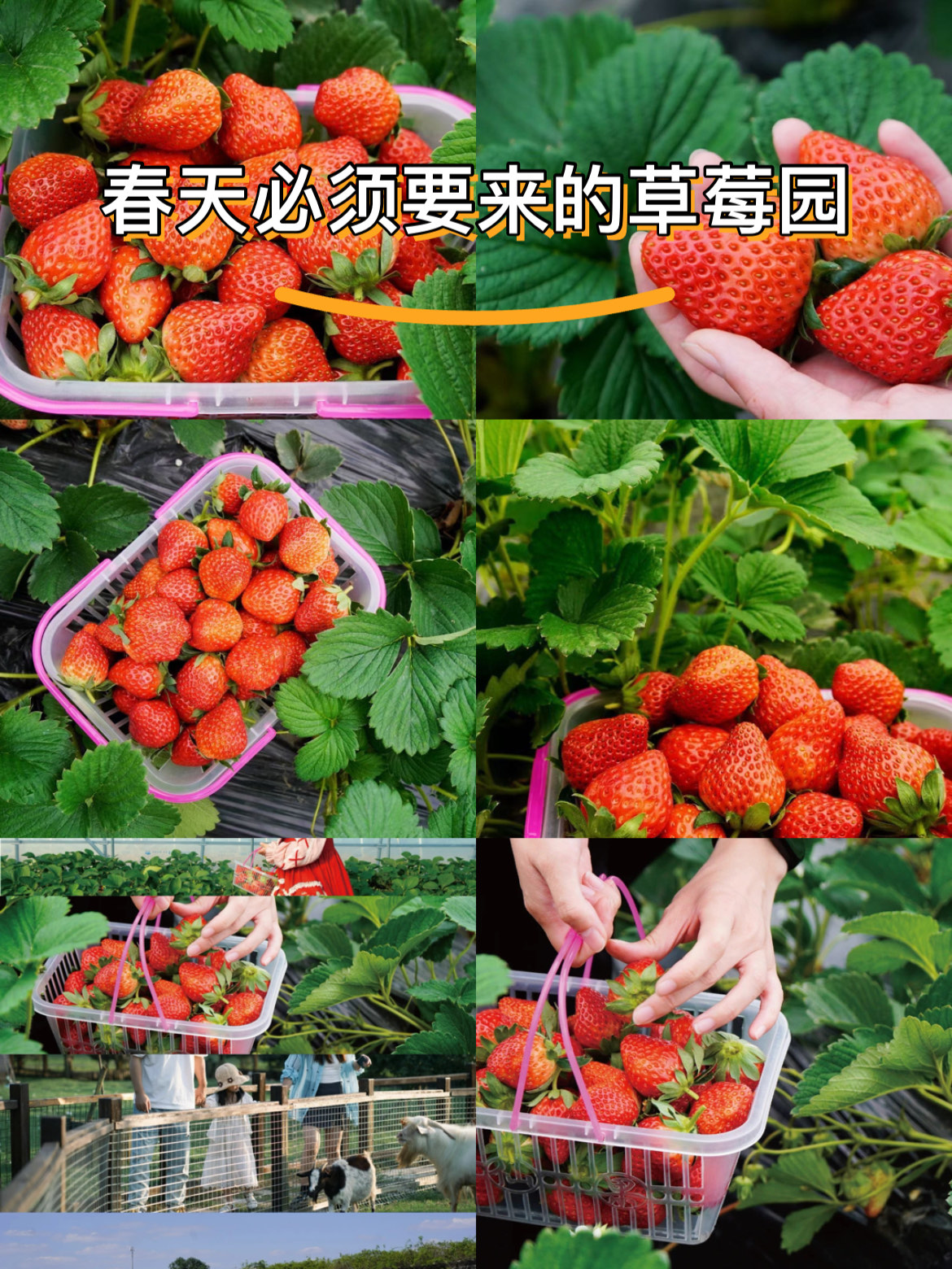 草莓视频在线观看无限下载安装草莓视频在线观看、下载及安装教程-第2张图片