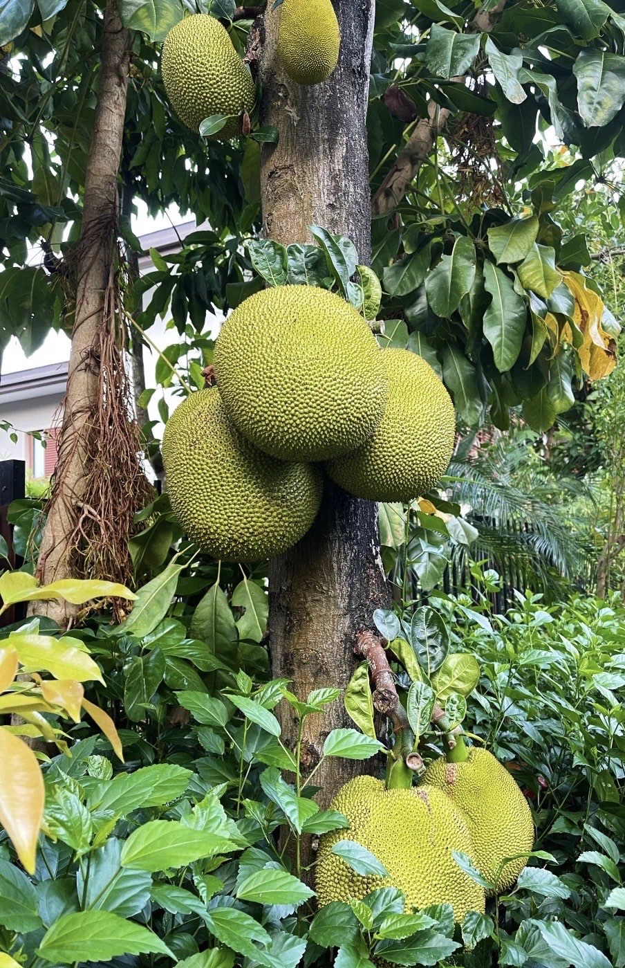 菠萝蜜软件视频怎么下载菠萝蜜软件视频，探索现代数字娱乐的新领域-第2张图片