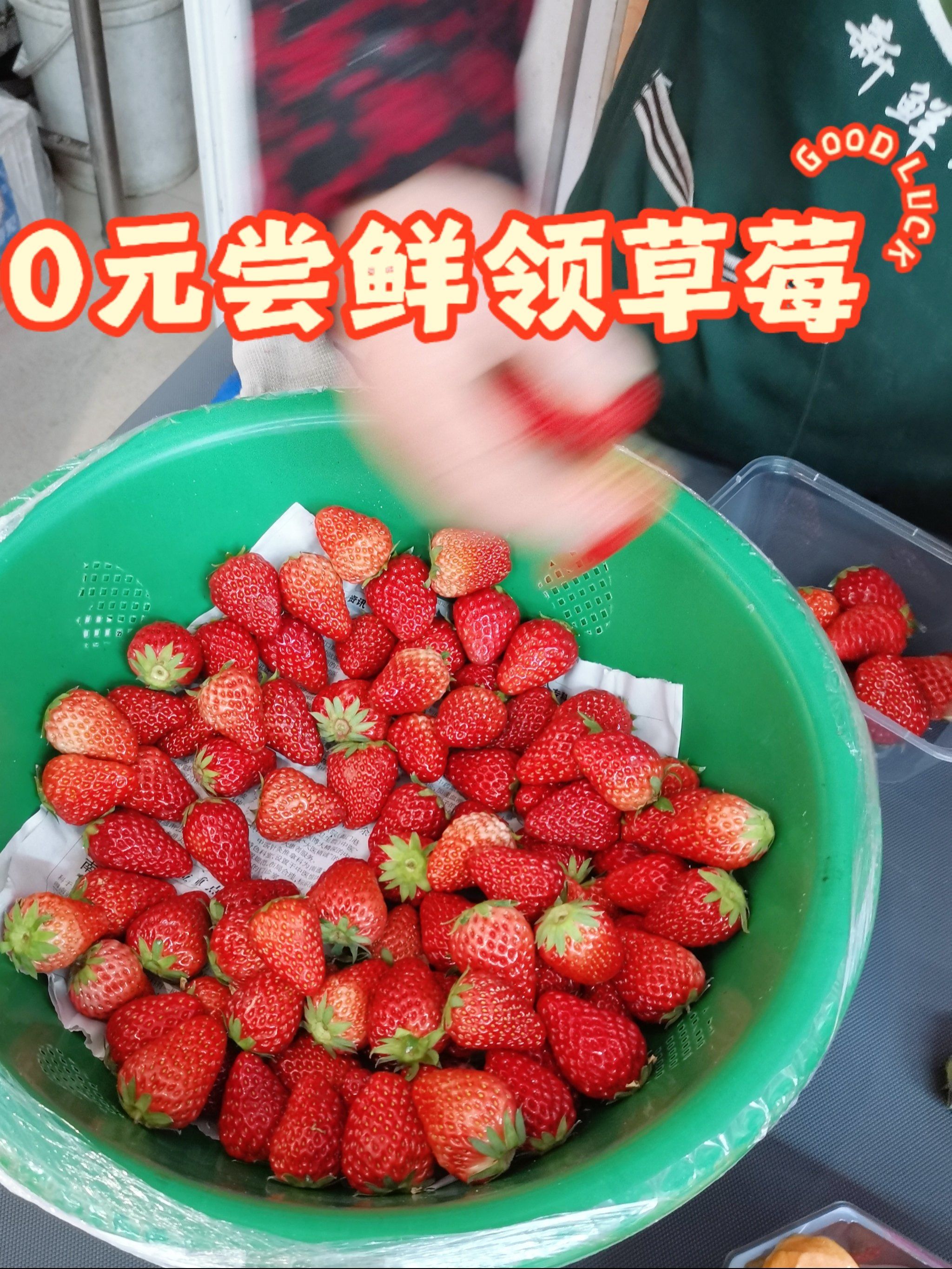 草莓app免费下载在线视频草莓app免费下载，畅享在线生活新体验-第2张图片