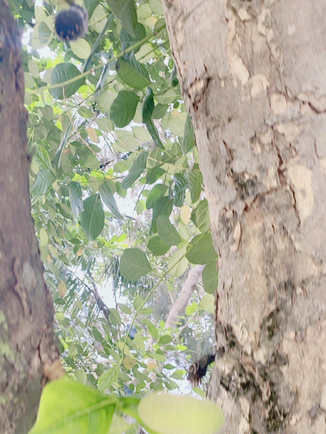 菠萝菠萝蜜视频在线观看完整菠萝菠萝蜜视频在线观看完整指南-第1张图片