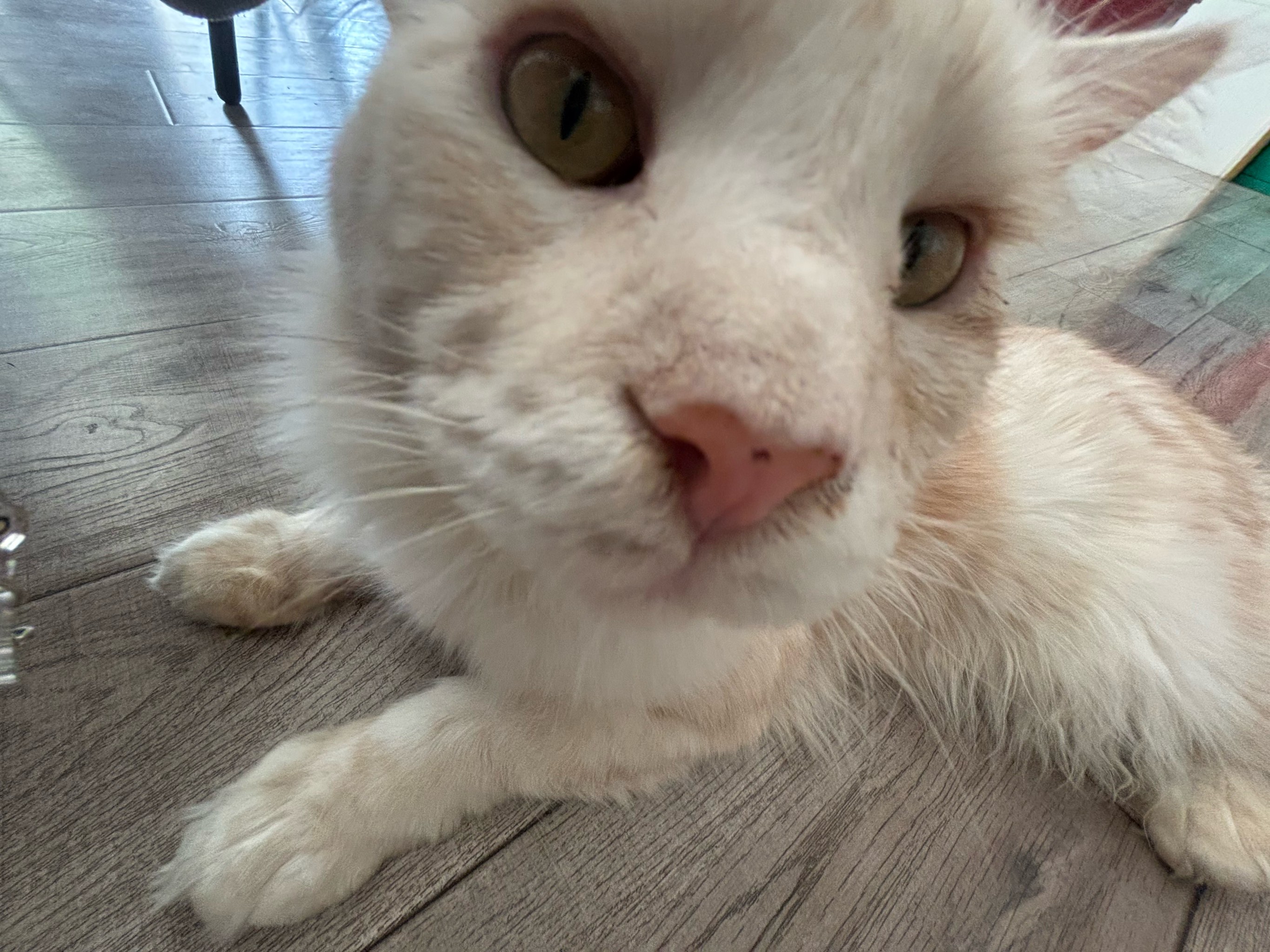 老版猫咪3.0.1老版猫咪3.0.1，回忆与时光的交织