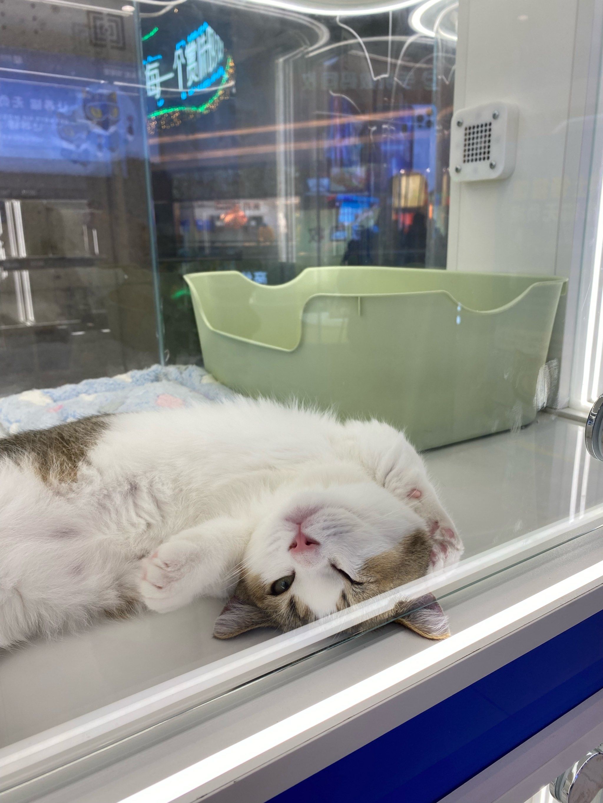 猫咪社区，免费视频在线观看的温馨乐园-第1张图片