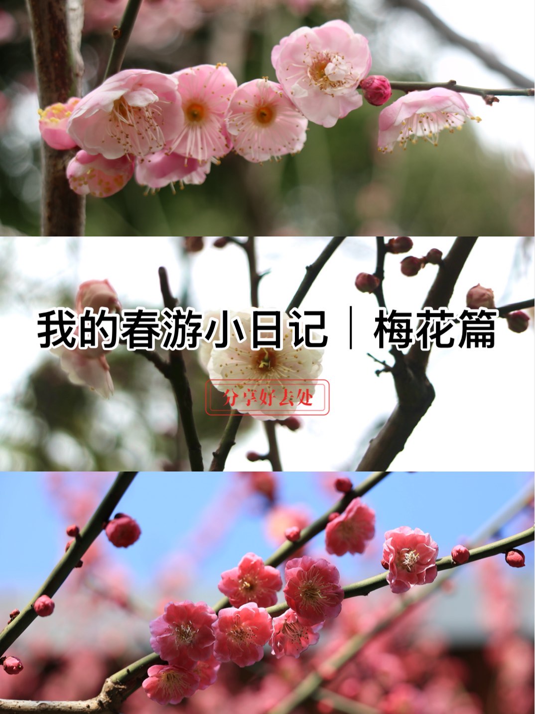 春暖花开论坛——共享知识的温暖与花开的喜悦
