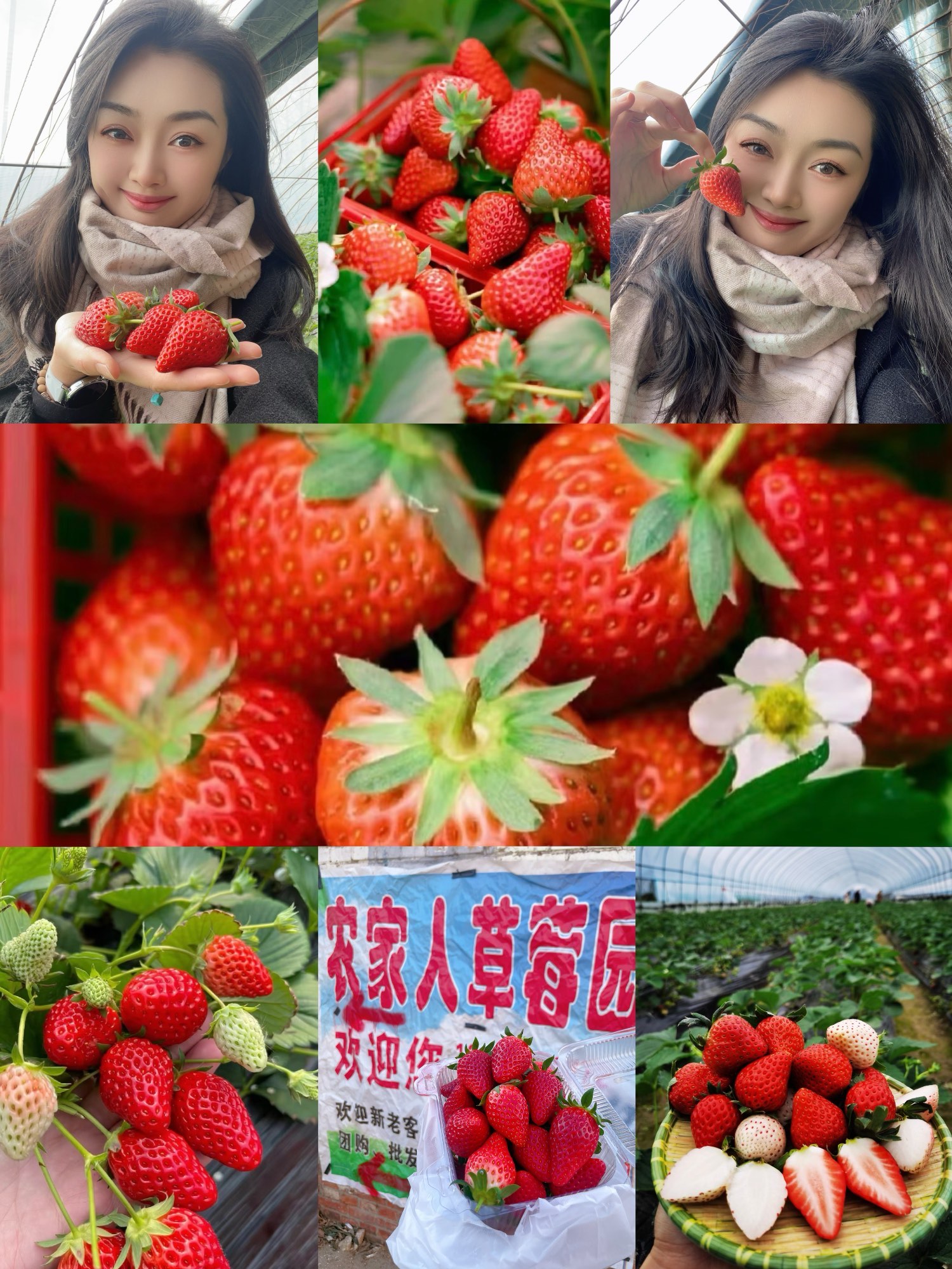 草莓app免费下载在线草莓APP免费下载，畅享生活新体验-第2张图片