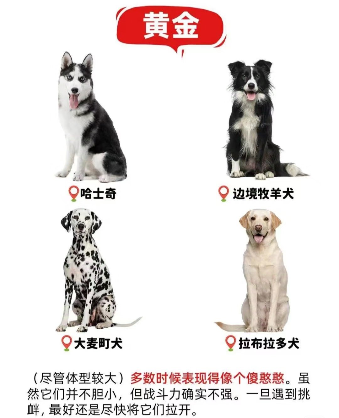 狗头出装攻略狗头出装攻略，打造无敌战斗犬的装备选择