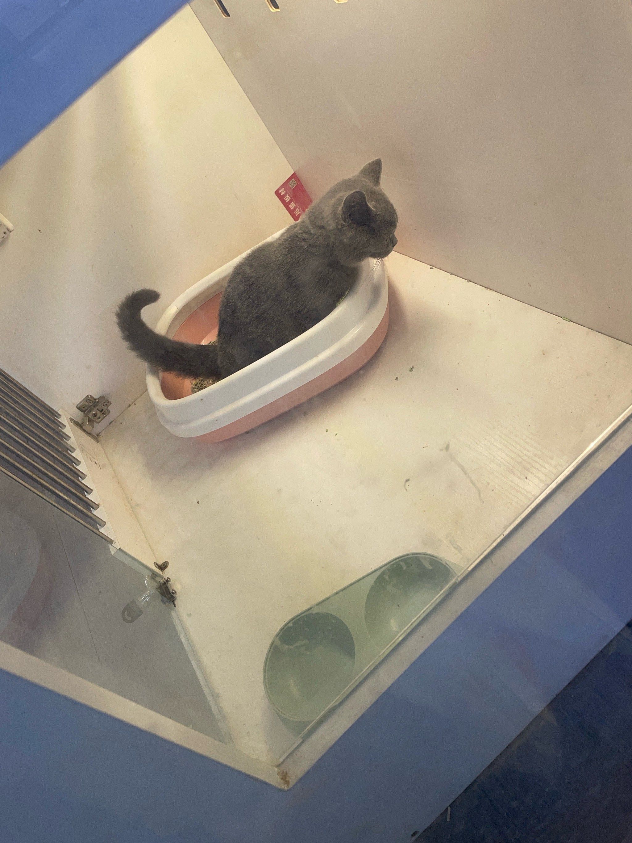 猫咪社区欢迎您探索猫咪的魅力，免费资源在线观看的猫咪社区