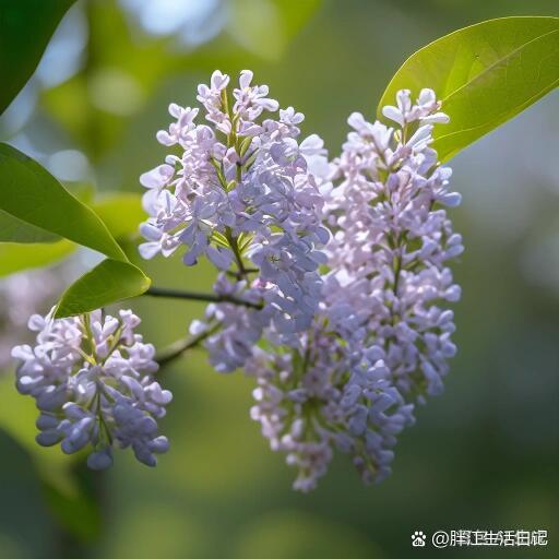 丁香花免费完整高清观看丁香花盛开，免费完整高清观看的美丽之旅