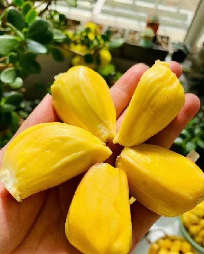 菠萝蜜视频网页版入口菠萝蜜视频网页版入口，探索视频观看的便捷途径