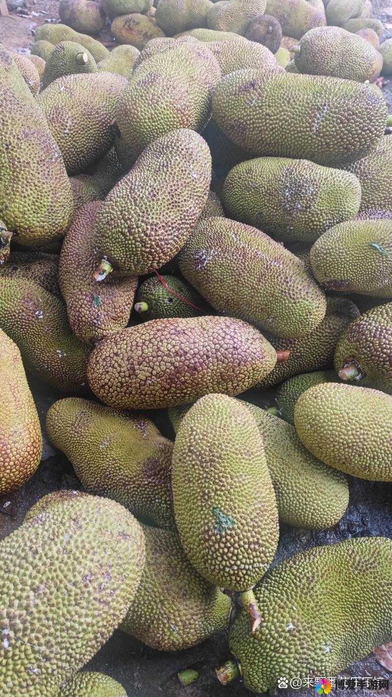 菠萝蜜视频高清在线视频播放下载菠萝蜜视频高清在线视频播放体验-第1张图片