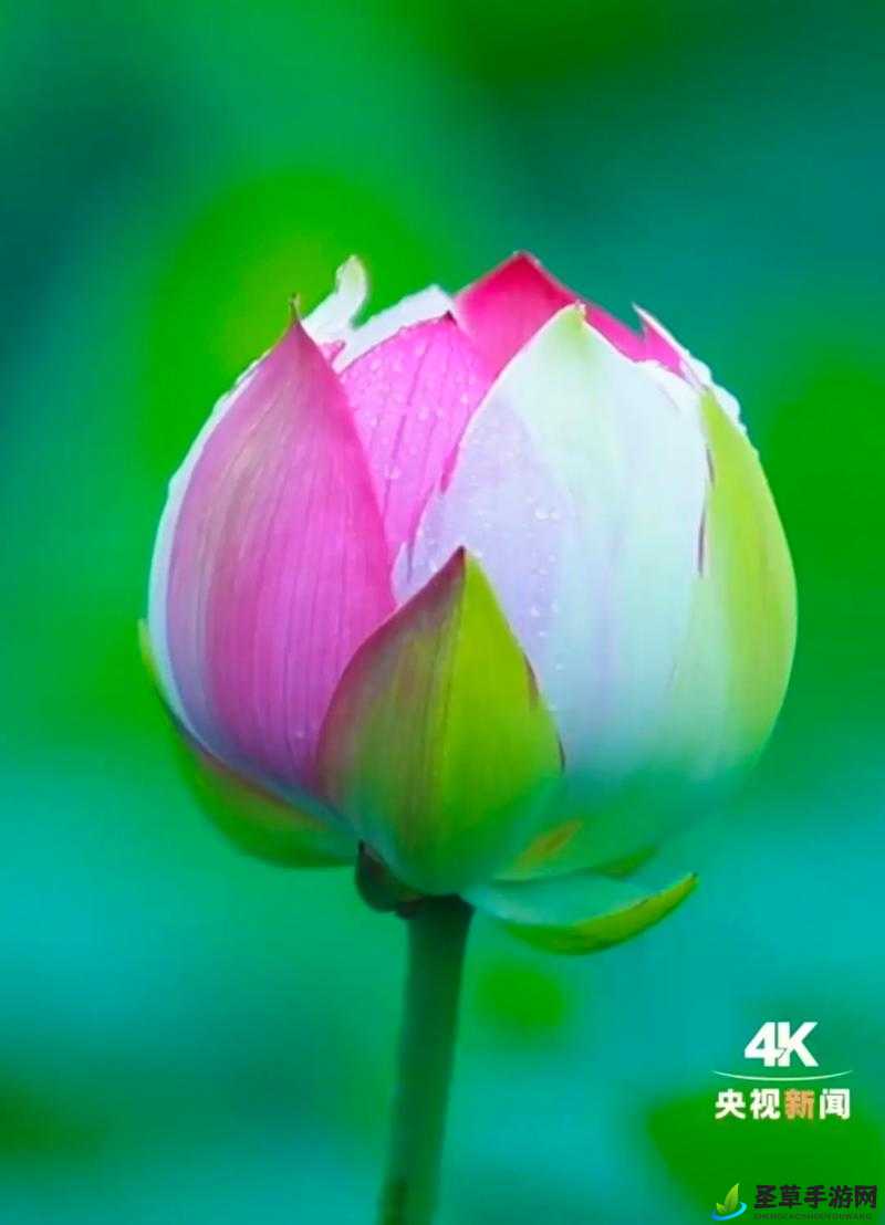 女人半夜莲花开，神秘时刻的绽放