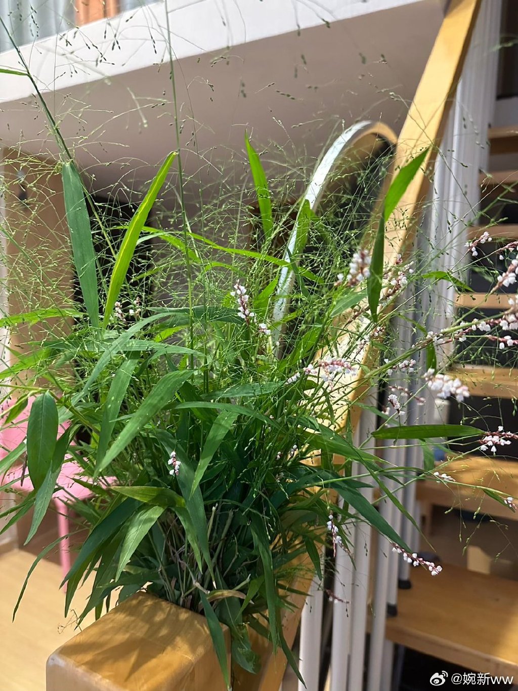 野花直播ios野花直播视频免费高清，探索自然之美的新视角-第1张图片