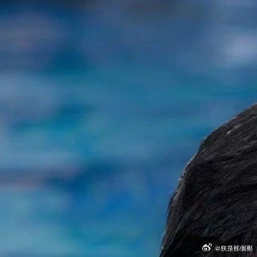 关于朕的兔子的误解与网络视频的探讨-第1张图片