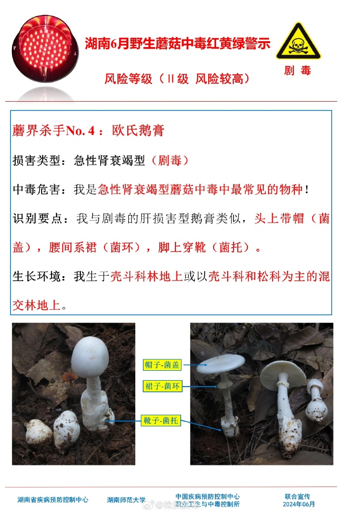 免费蘑菇成品人视频软件下载免费蘑菇成品人视频软件下载的探索与警示-第2张图片