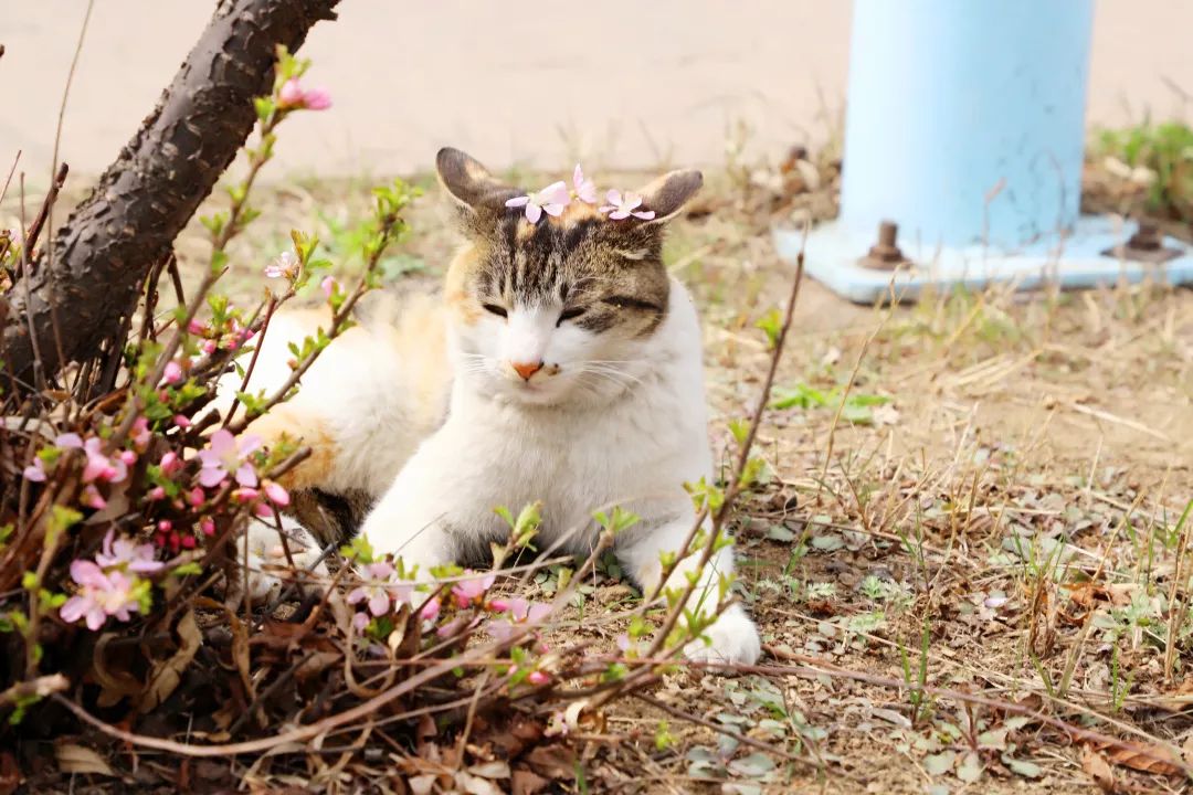 种子猫种子猫，播种希望，收获幸福-第2张图片