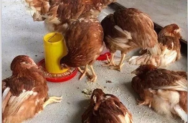色女生玩男生鸡图片色情内容对青少年成长的危害——以女生玩男生鸡图片为例
