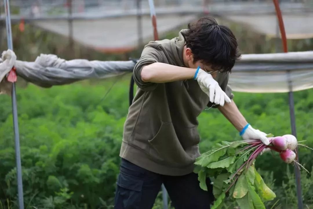 探索虚拟世界中的乐趣——室内拔萝卜的奇妙软件之旅-第2张图片