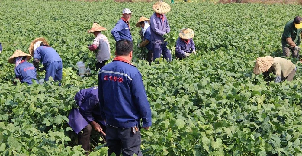 大豆行情走势分析图大豆行情网在线与仙踪林，探索农业市场与网络平台的结合-第1张图片