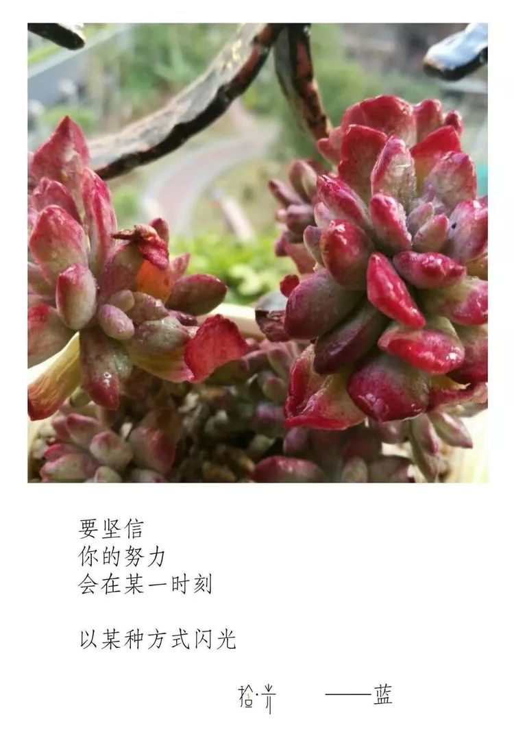 整篇都是车的多肉过程描写的小说全面解析，整篇都是车的多肉植物种植过程PO