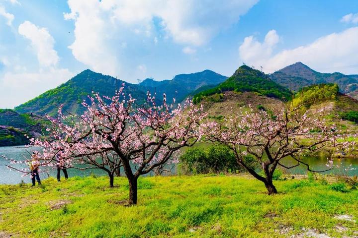 桃花视频免费观看直播下载桃花视频，免费观看直播、下载的全新体验