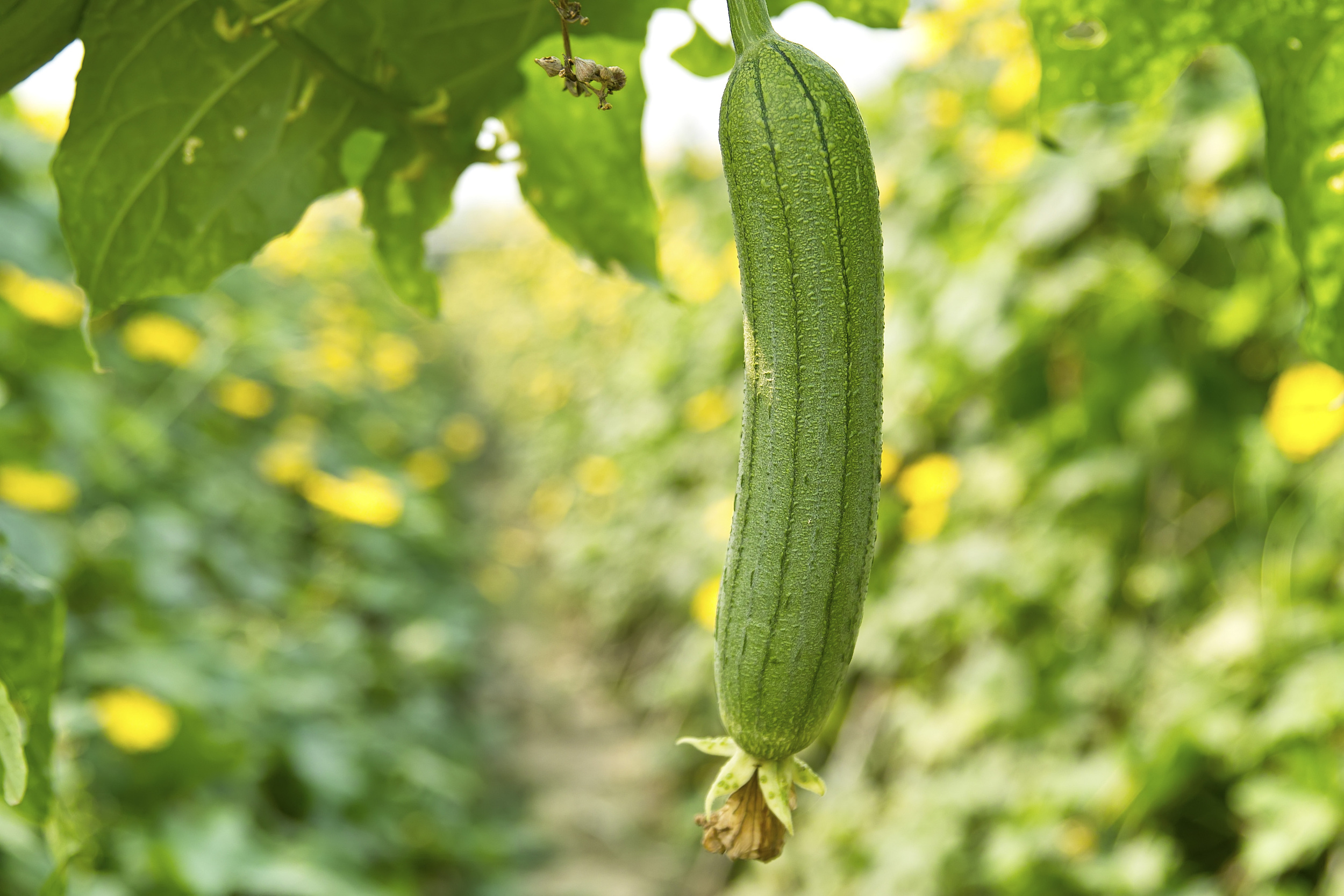 茄子 丝瓜 草莓 榴莲 石榴下载五果一菜的独特魅力——茄子、丝瓜、草莓、榴莲与石榴的奇妙世界-第1张图片