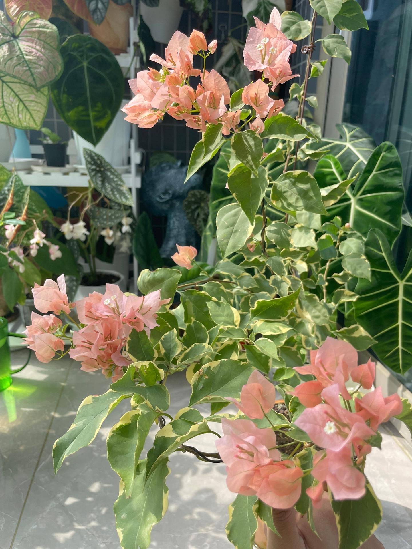 超级马丽三角梅图片超级马丽，游戏世界的经典传奇-第2张图片