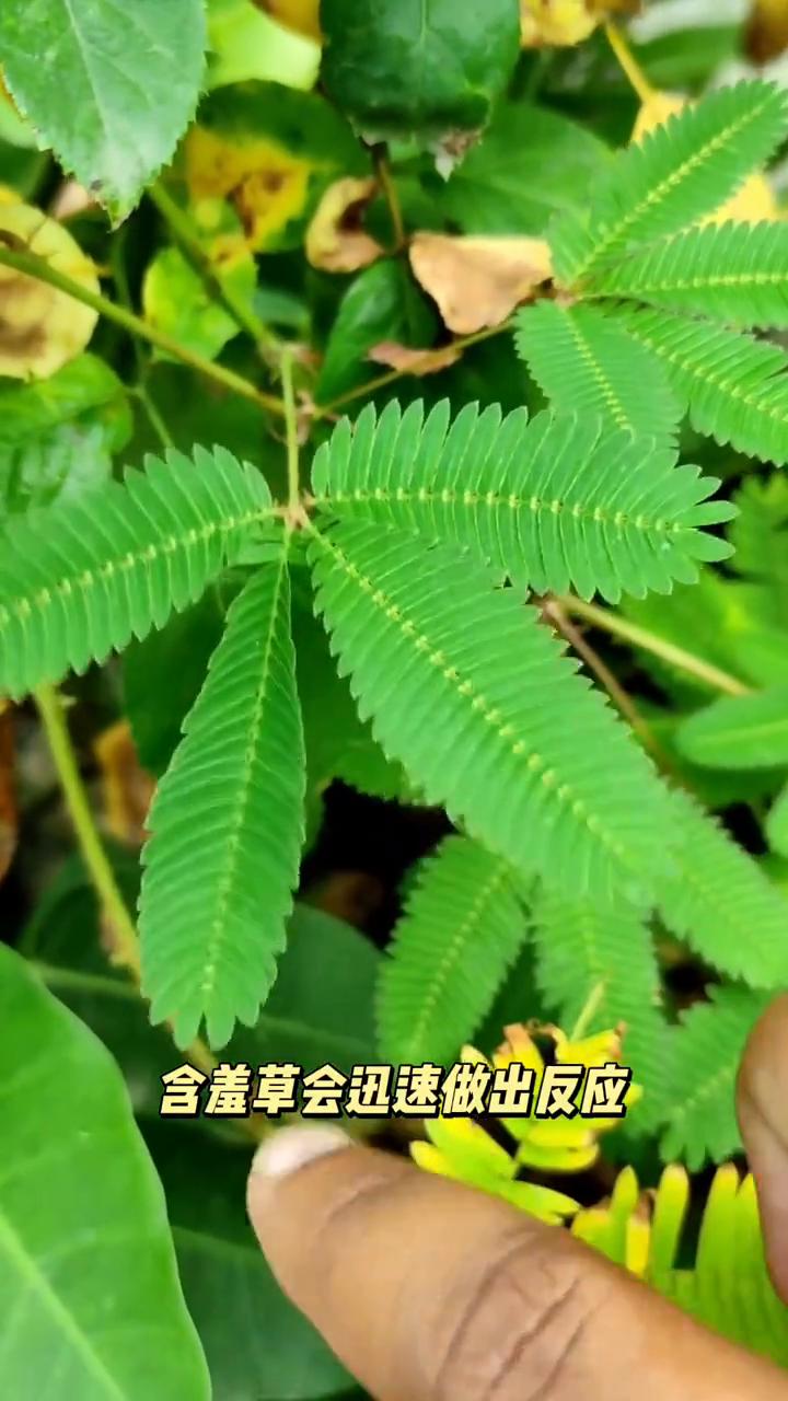 精品含羞草免费视频观看在线精品含羞草视频免费观看，探索自然之美与科技之魅-第3张图片
