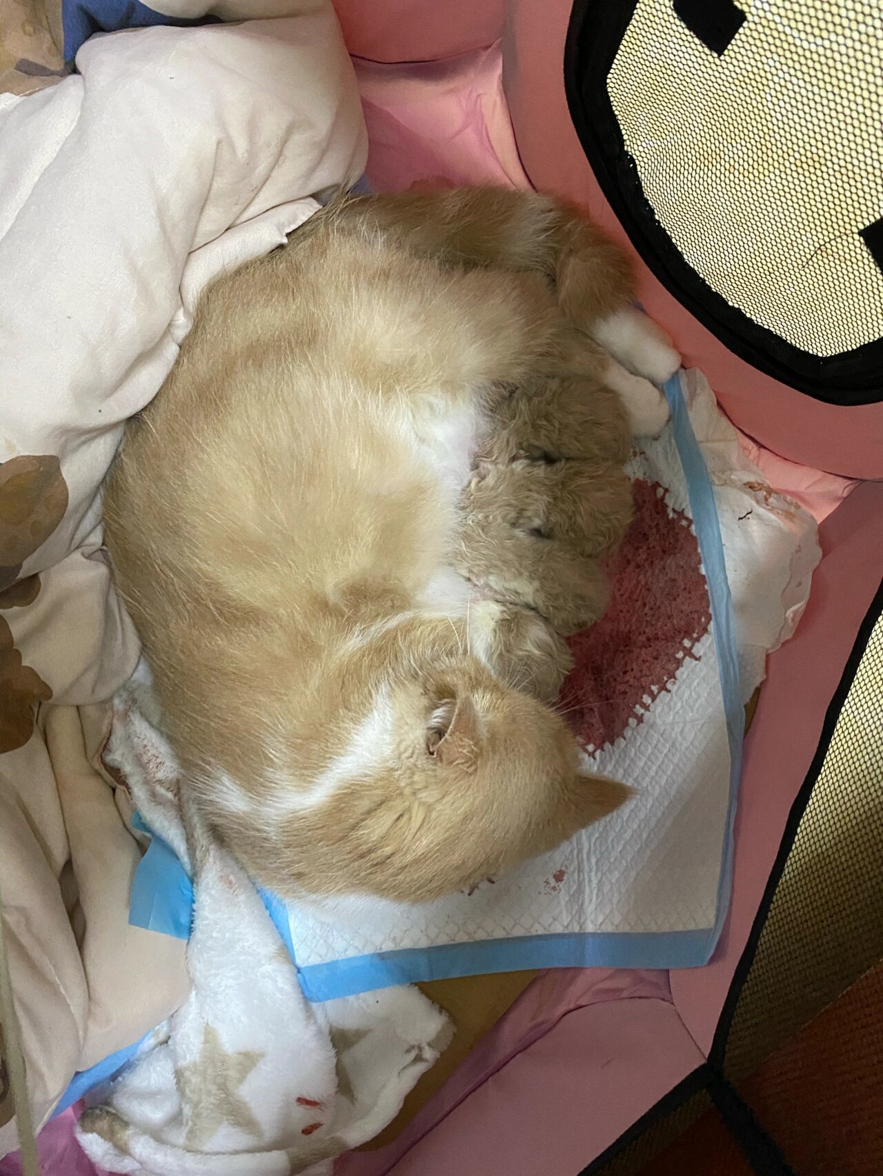 硬的快要爆炸了摸摸它文章硬物之谜，触摸边缘的探索-第2张图片