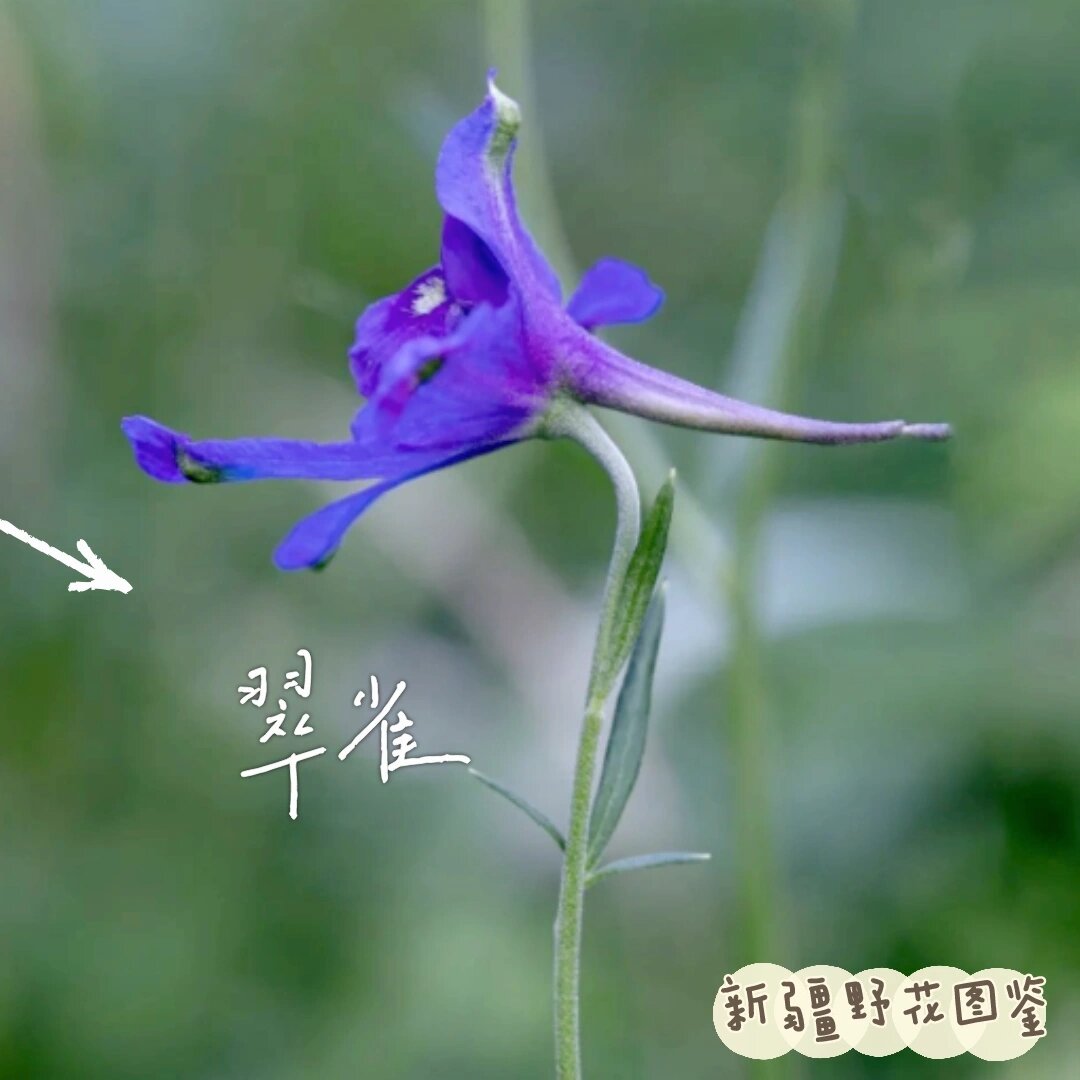 野花日本大全免费观看完整版1080野花日本大全免费观看完整版指南
