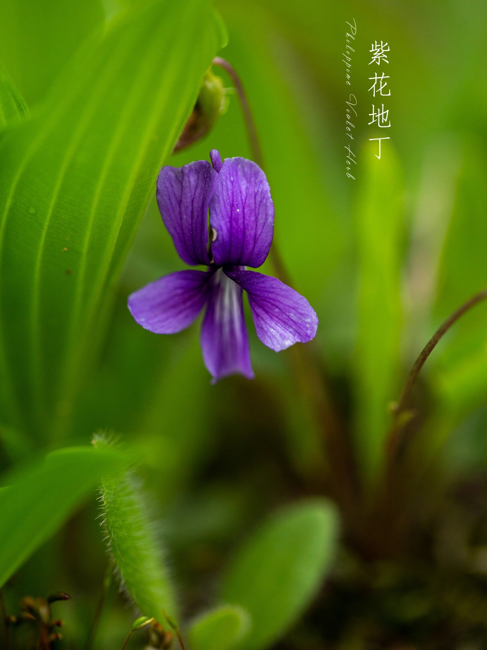 野花高清完整版在线观看免费——一次视觉与心灵的双重盛宴