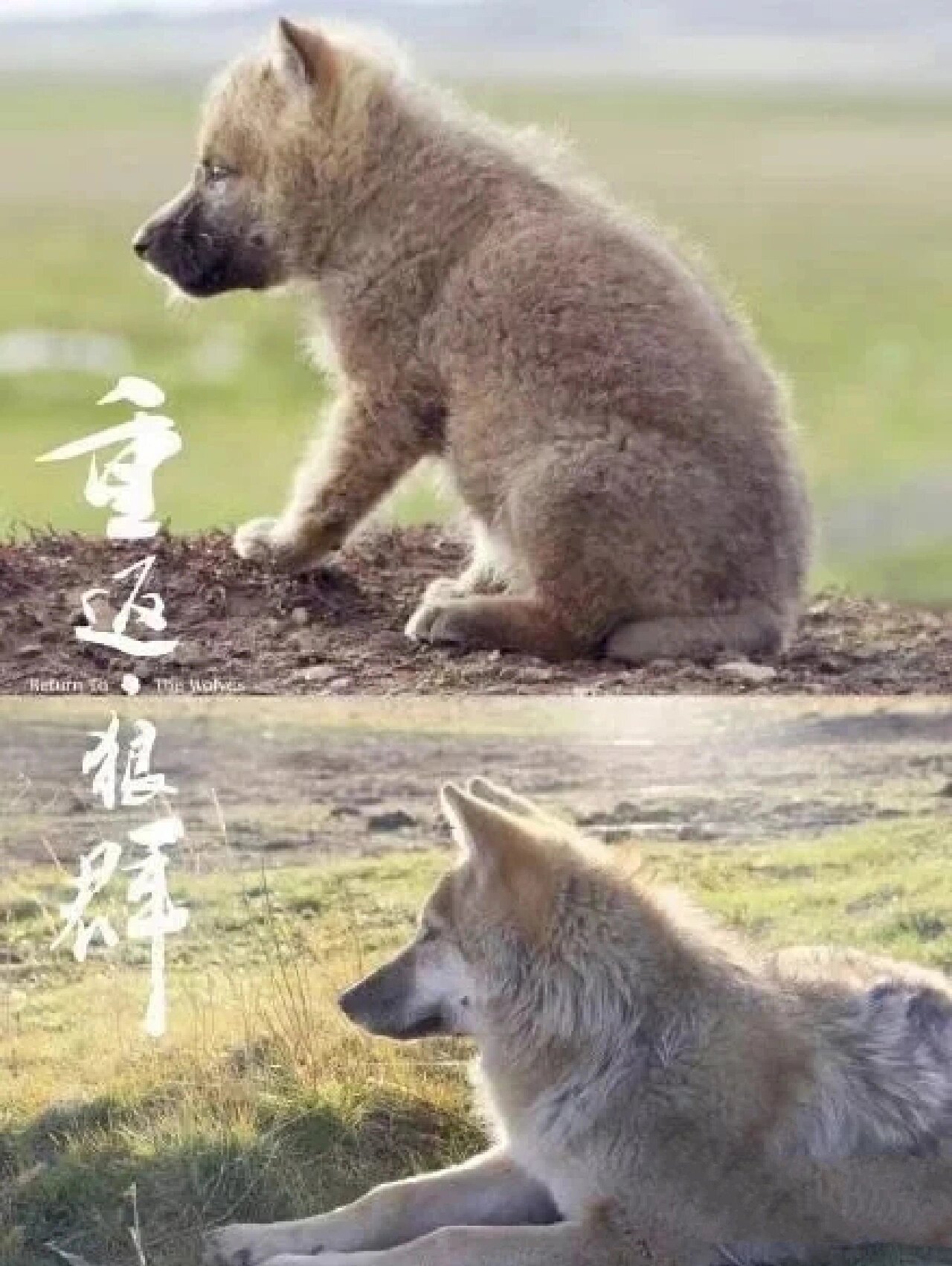 狼群影院完整高清免费版在线观看狼群影院完整高清免费版，观影新体验的探索-第1张图片