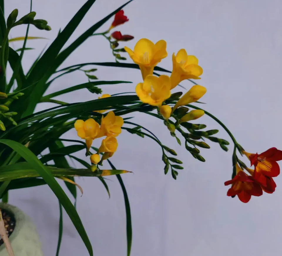 隣家之花——竹内纱里奈