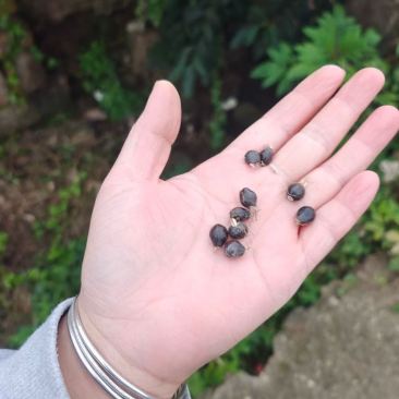 潜能果100吃到200需要多少经验潜能果，激发内在力量的神奇果实