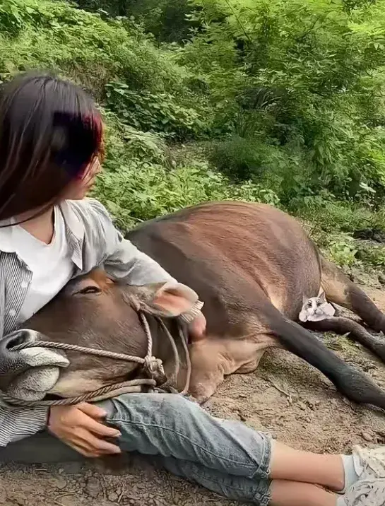 女人与牛交ZOZO女人与牛的交配——荒诞与现实之间的思考-第2张图片