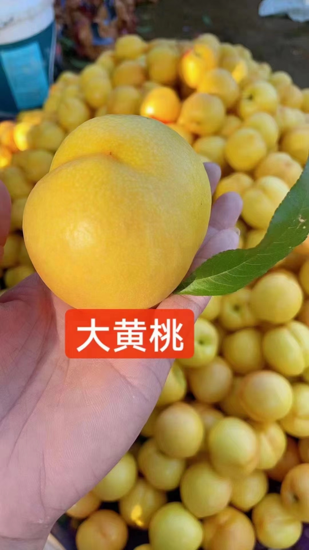 9612黄桃免费进入，一场甜蜜的诱惑与探索