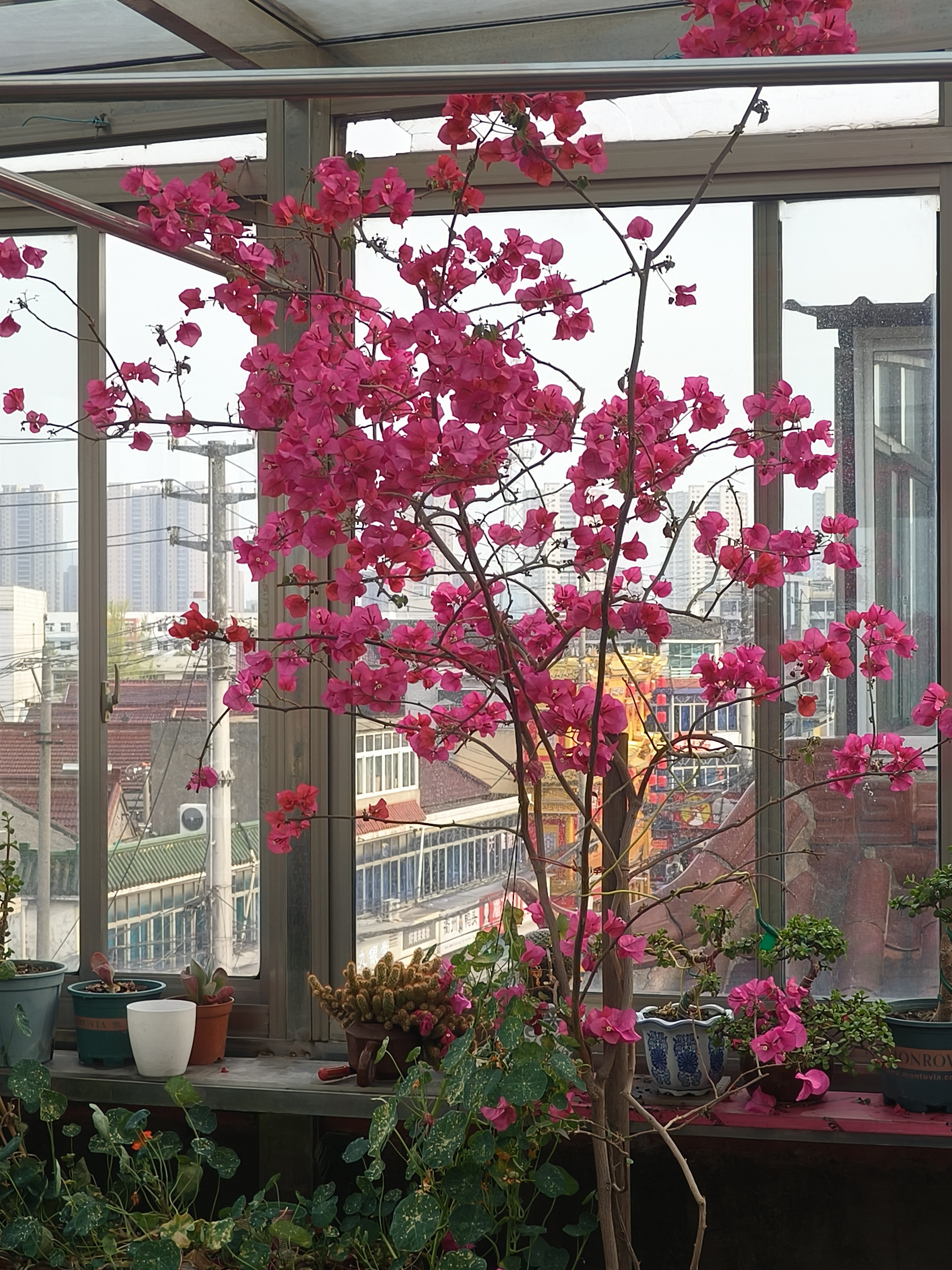花季V3.072，每日免费体验，绽放你的精彩时刻-第1张图片