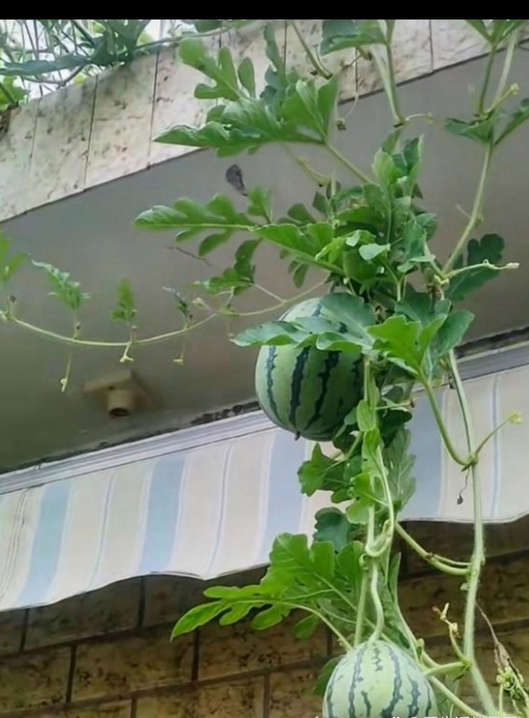 老李的西瓜园中，小花对西瓜生长的影响探究