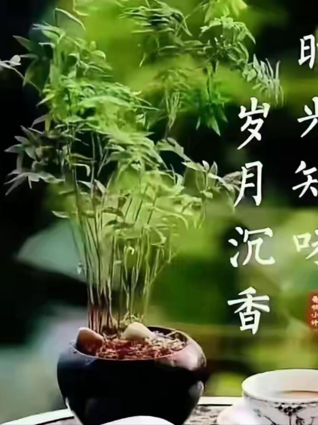 忘忧草蜜芽忘忧草蜜芽，自然的恩赐与心灵的慰藉-第1张图片