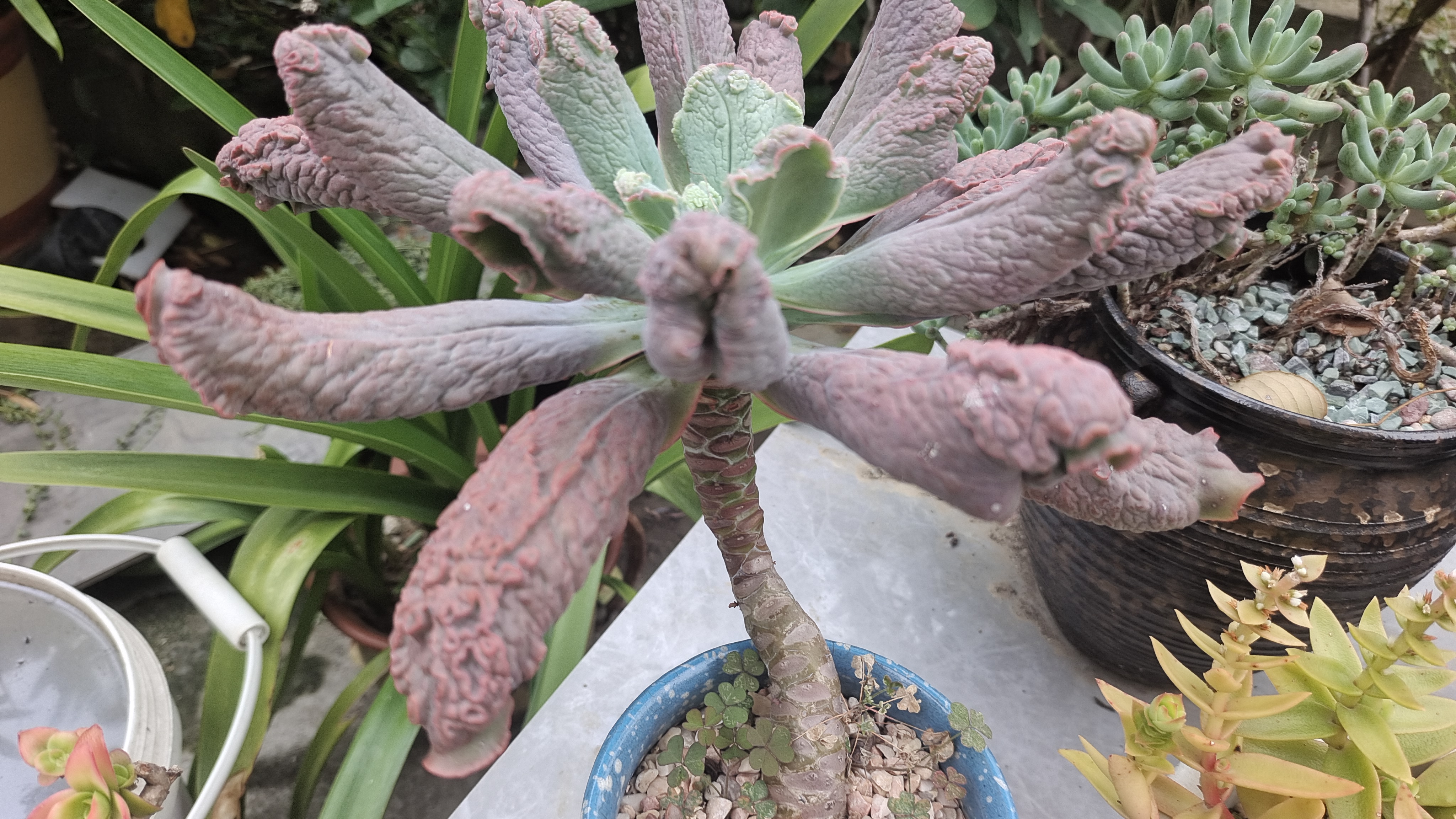 交流1v3多肉软孕最新章节更新时间交流的魅力，1V3多肉植物的种植与养护