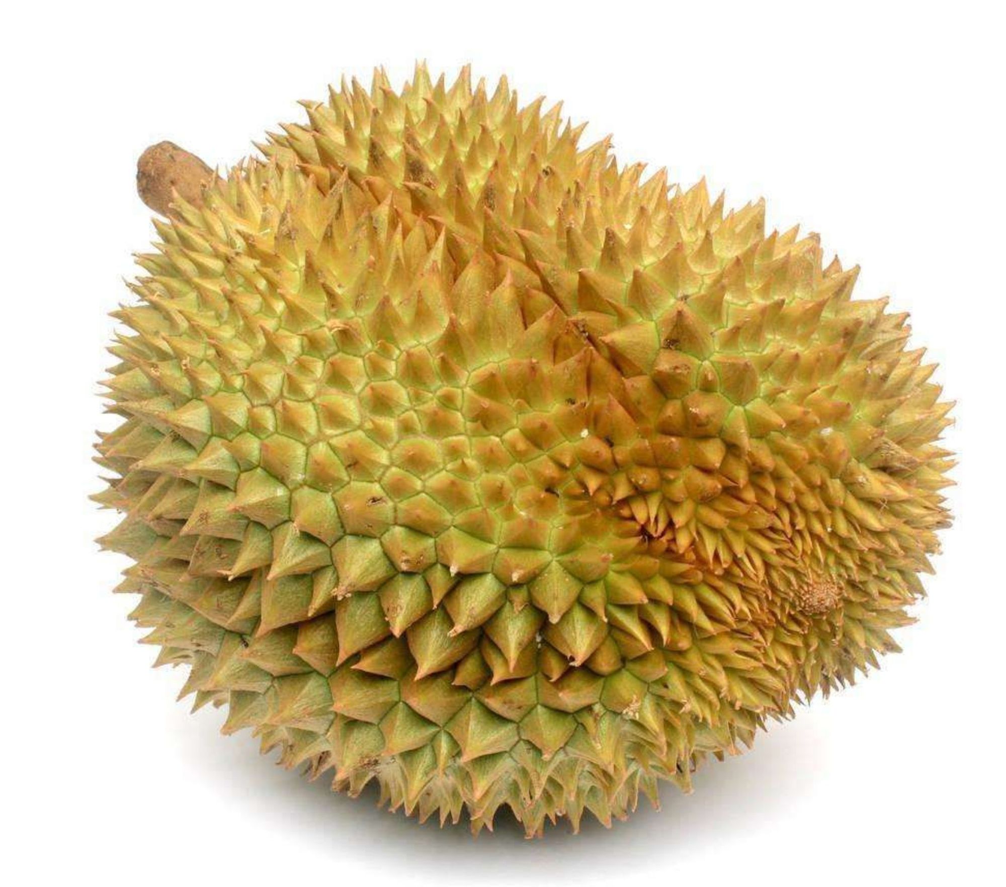 石榴蕾丝榴莲向日葵草莓丝瓜秋葵视频多彩果蔬的奇妙世界——石榴、蕾丝、榴莲、向日葵、草莓、丝瓜、秋葵的探索之旅-第2张图片