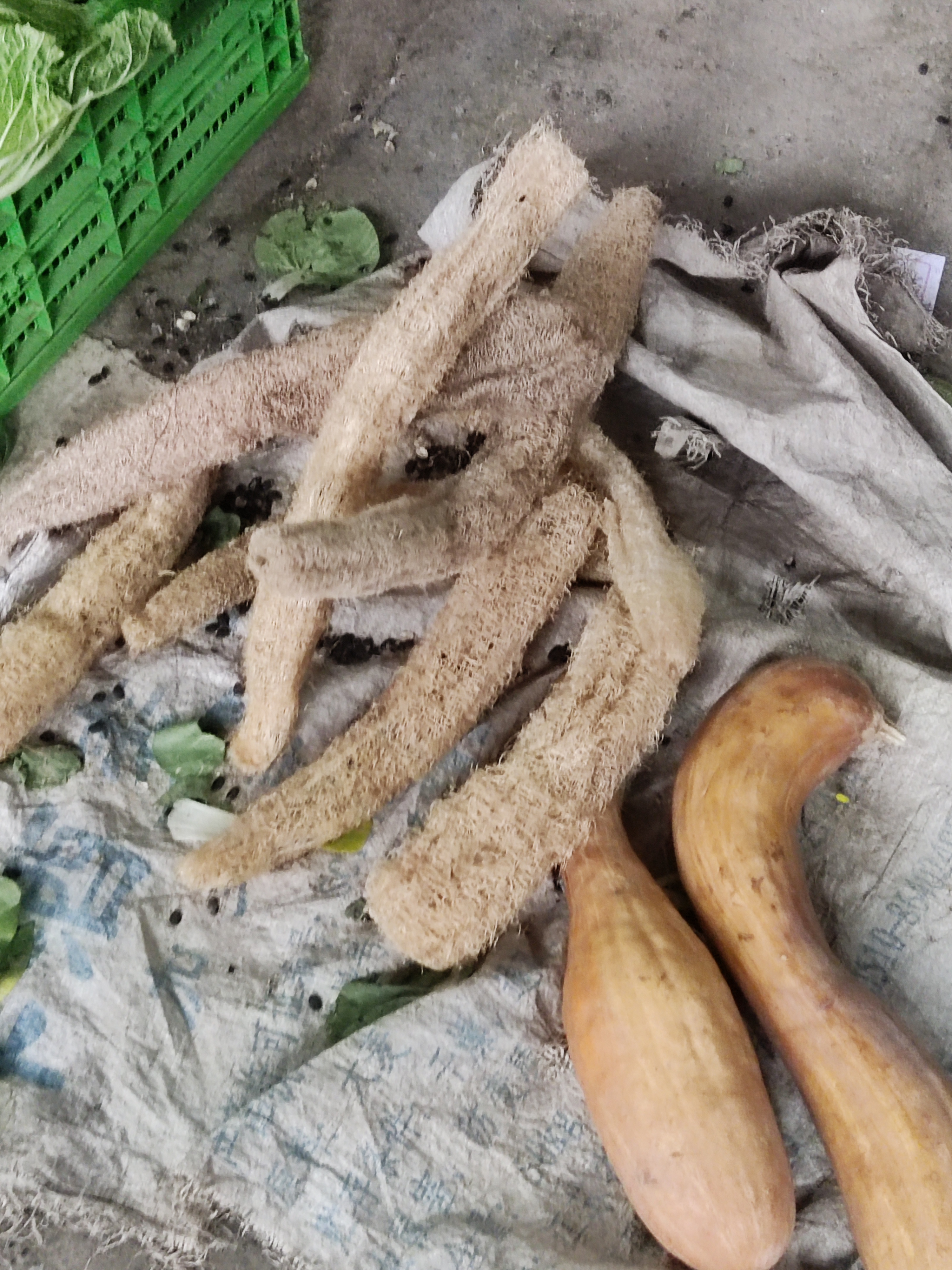 草莓丝瓜黄瓜向日葵榴莲绿巨人五谷杂果，草莓、丝瓜、黄瓜、向日葵与榴莲的奇妙之旅-第3张图片