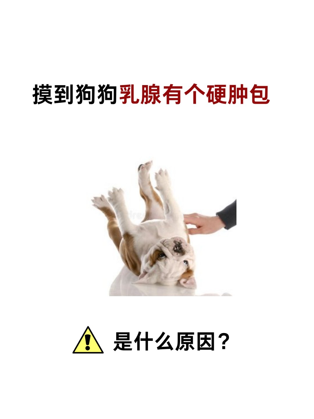 狗狗的东西又硬又烫狗狗的硬与烫的探索