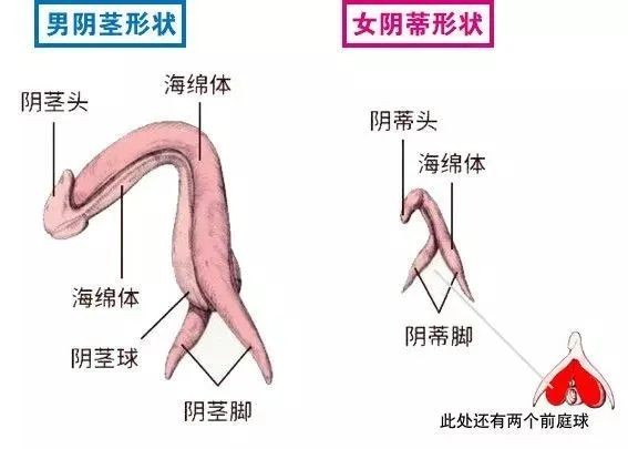 男阳茎进女阳道视频大全黄牛党健康探讨，性教育的重要性与正确理解-第2张图片