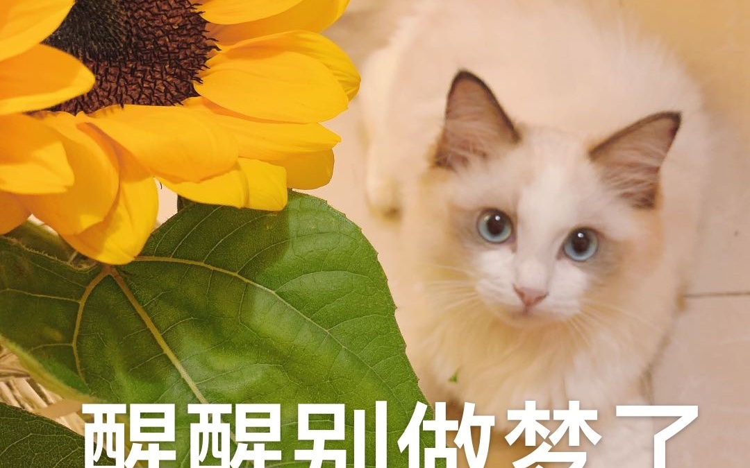 打牌生猴子的视频大全原声版扑克游戏背后的激情与不盖被子的决定-第2张图片