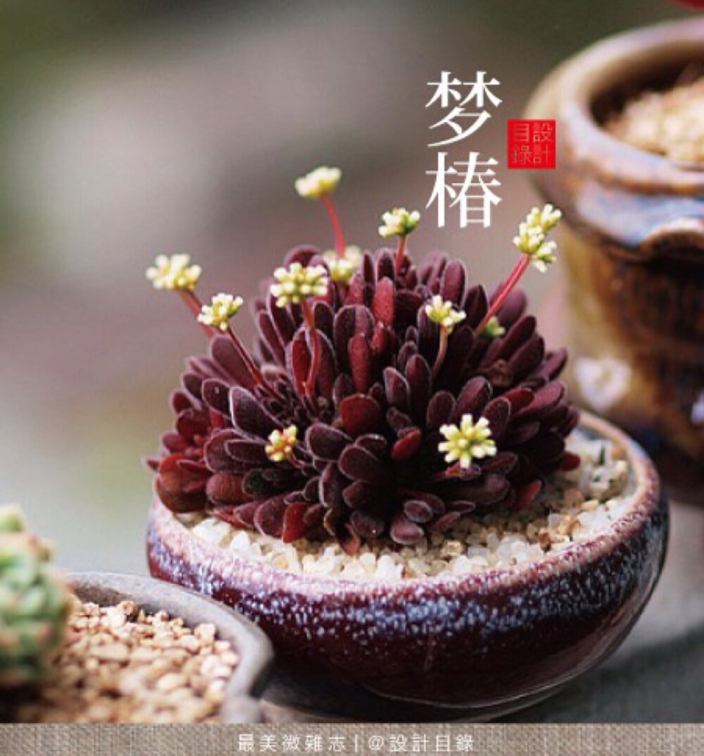 1v7的冒险之旅，多肉与多车的奇幻世界
