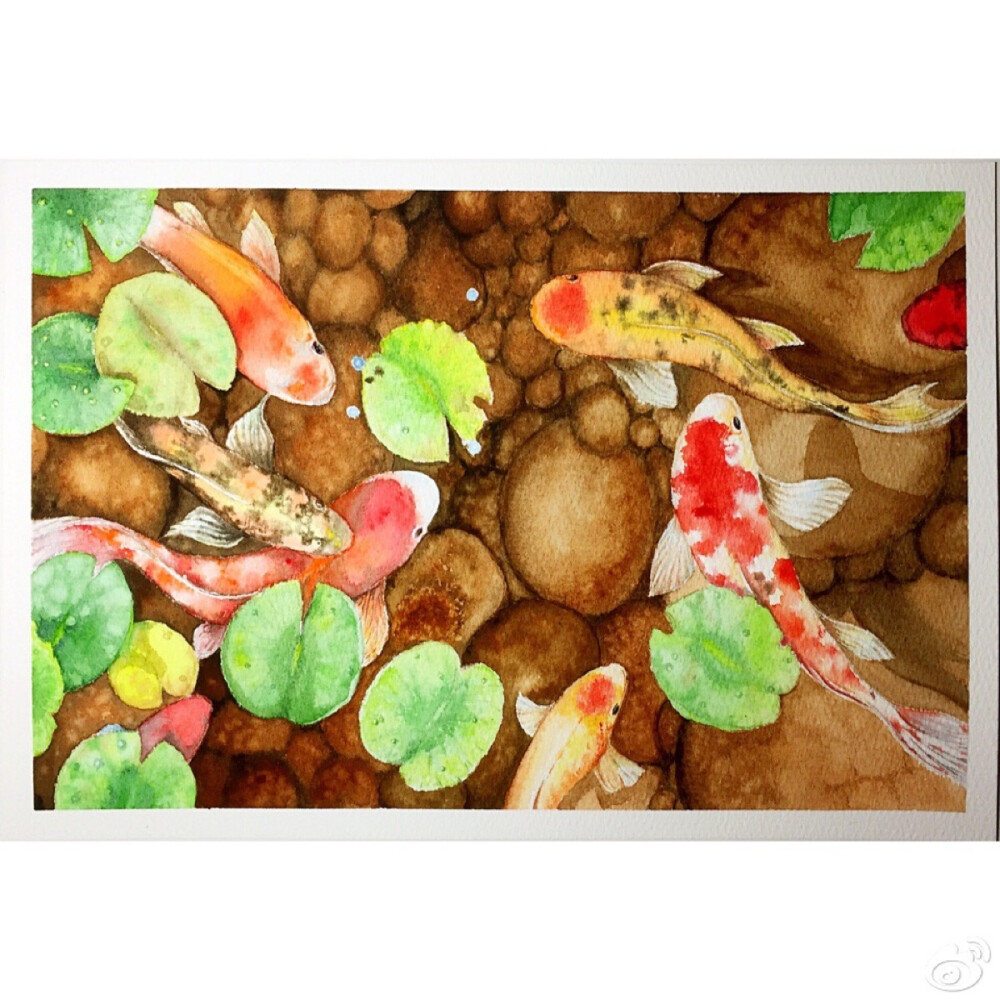 锦鲤吸水与夹的差异解析-第1张图片