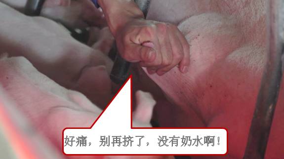 老头与奶的交融，一次不寻常的呻吟之旅