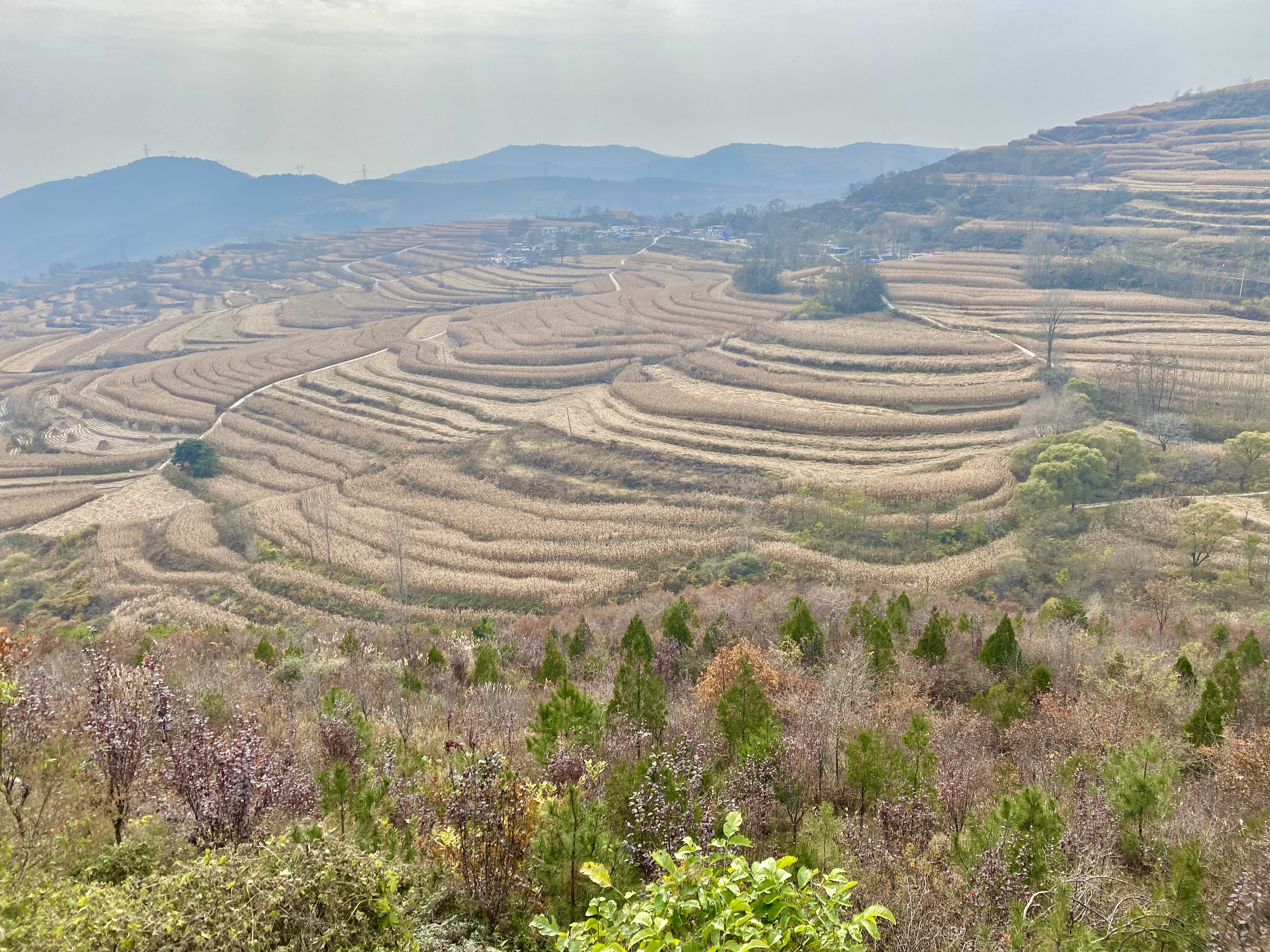 情缠乡村玉米地情缠乡村玉米地