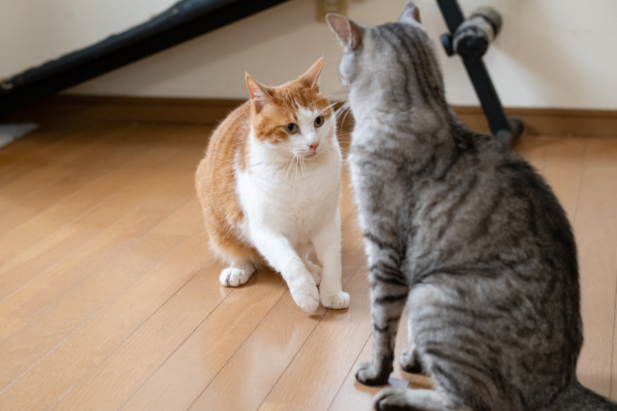 猫咪，人类最亲密的伴侣
