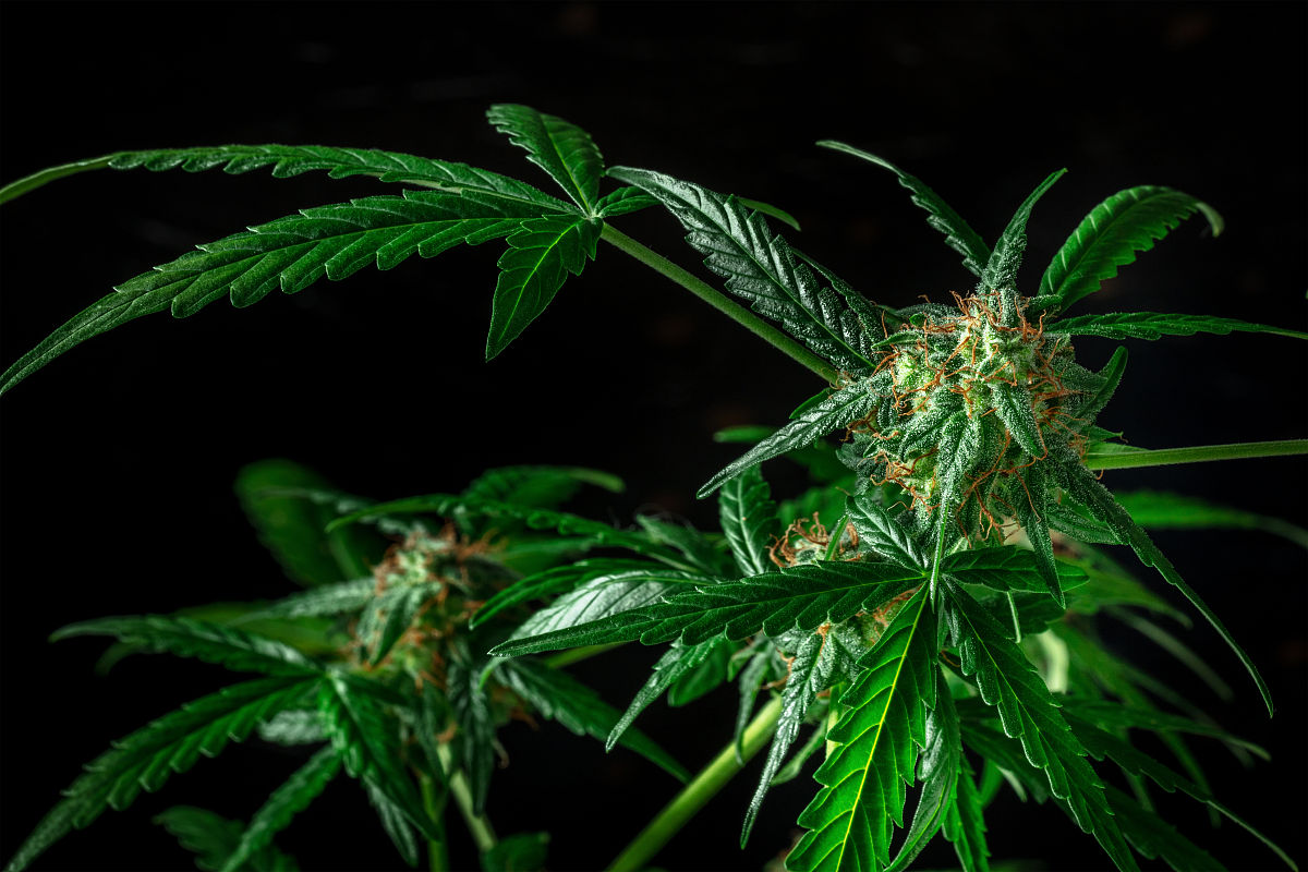 含羞草成年实验所的奇妙世界-第1张图片