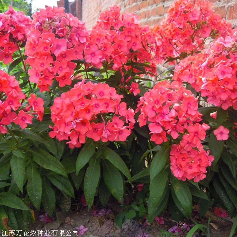野花社区WWW中文高清版野花社区高清中文版——探索未知的在线学习与娱乐体验
